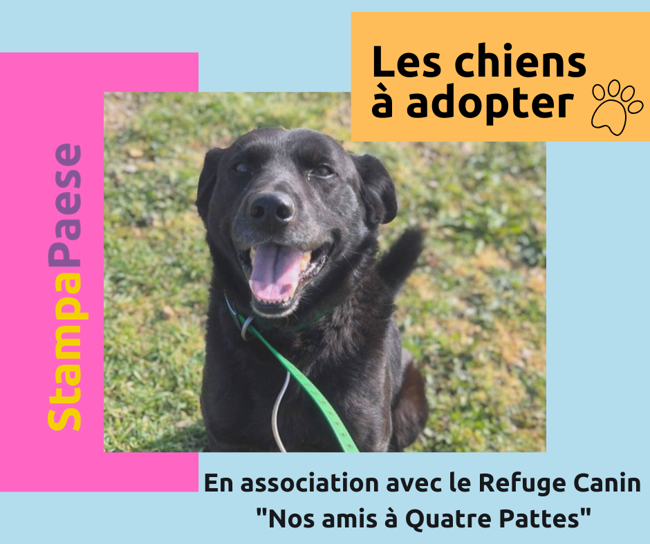 A ADOPTER LES CHIENS VEDETTES DE LA SEMAINE 1 Stampa
